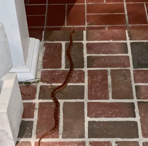 Snake on Brick Sidewalk