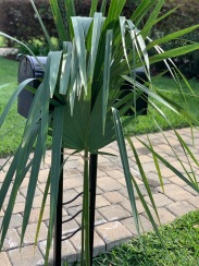 Palms for Palm Sunday